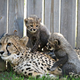 Illustration for article titled ZOMG BABY CHEETAHS AND BABY TIGER NEWS!!!